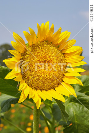 sunflower sunflower 41354631