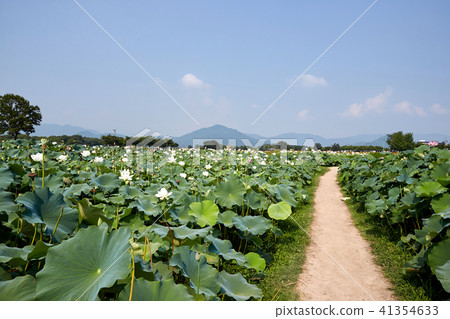 蓮花，荷葉 41354633