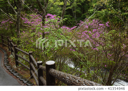 Azalea of the dragonhead park Azalea of the dragonhead park 41354946