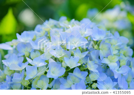新鮮的繡球花藍9開始綻放9 41355095