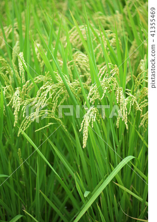 即將成熟的稻子 即將成熟的稻子 41355469