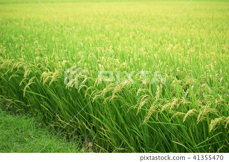 即將成熟的稻子 41355470