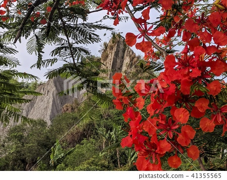 草山鳳凰木 41355565