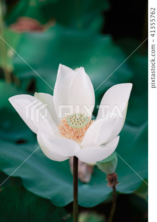 Lian flower Lian flower 41355762