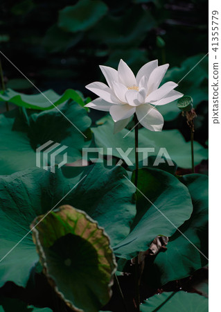 蓮花 蓮花 41355779