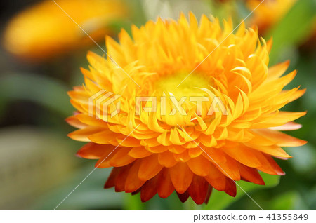 Wheat straw chrysanthemum 41355849