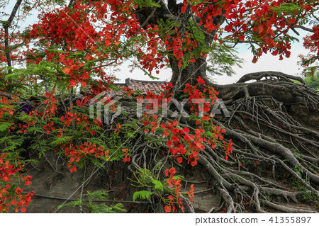 百年鳳凰木 41355897