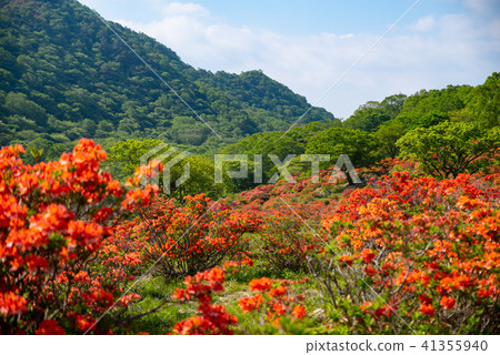 Blue sky and fresh green and Renge azalea ranch bloom Focus in the back of Akagiyama in June a-2 Blue sky and fresh green and Renge azalea ranch bloom Focus in the back of Akagiyama in June a-2 41355940