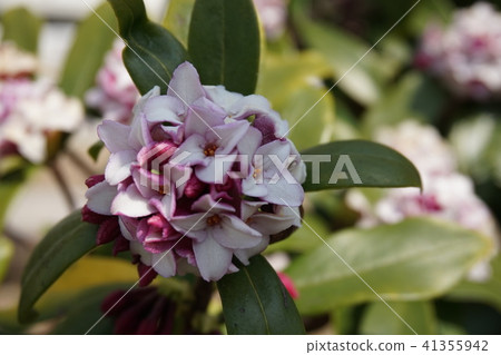 下沉的花 41355942