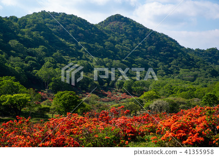 Blue sky and fresh green and Renge azalea bloom ranch June of Akagi mountain mountain hewn azalea Blue sky and fresh green and Renge azalea bloom ranch June of Akagi mountain mountain hewn azalea 41355958