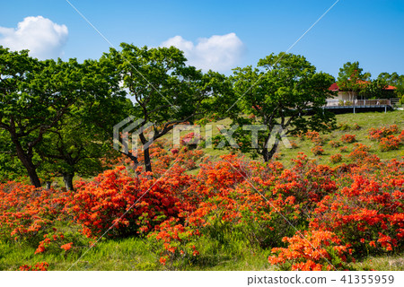 Blue sky and fresh green and Renge azalea bloom ranch Observation deck on the Akagiroyama hills in June Blue sky and fresh green and Renge azalea bloom ranch Observation deck on the Akagiroyama hills in June 41355959