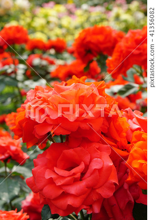 Flower of rose garden Flower of rose garden 41356082