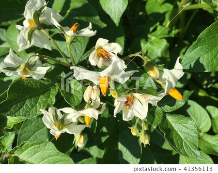 影子Quinne土豆花 41356113