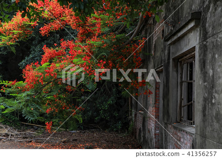 鳳凰花下的廢墟 41356257