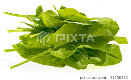 Sorrel leaves isolated on white background 41356583