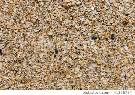 Shells on the beach Shells on the beach 41356754
