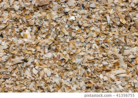 Shells on the beach Shells on the beach 41356755