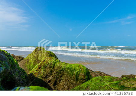 Green algae on rocks Green algae on rocks 41356788