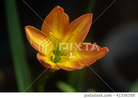 Beautiful rain lily flower Beautiful rain lily flower 41356789