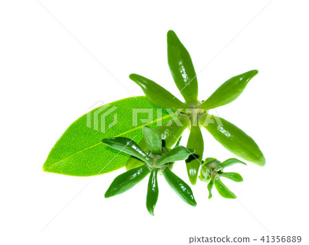 Close up of Bhandari flower. 41356889