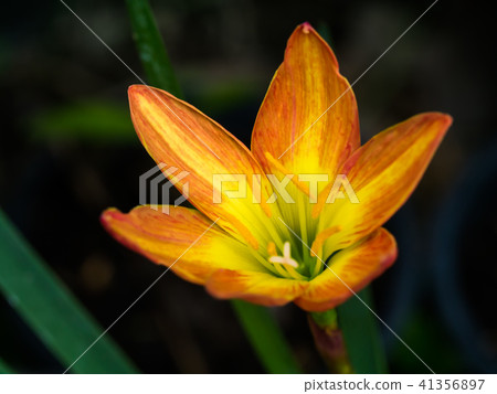 Beautiful rain lily flower Beautiful rain lily flower 41356897