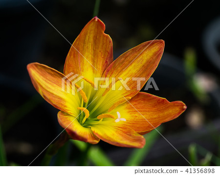 Beautiful rain lily flower Beautiful rain lily flower 41356898