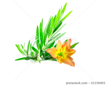 Beautiful rain lily flower 41356901