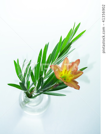 Beautiful rain lily flower Beautiful rain lily flower 41356902