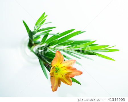 Beautiful rain lily flower 41356903