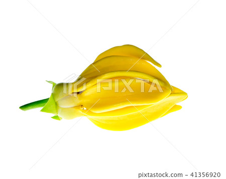 Close up of Bhandari flower. Close up of Bhandari flower. 41356920