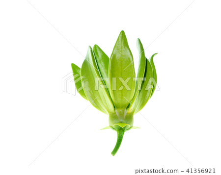 Close up of Bhandari flower. Close up of Bhandari flower. 41356921