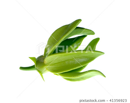 Close up of Bhandari flower. Close up of Bhandari flower. 41356923