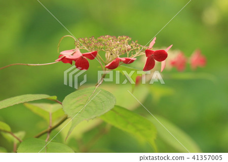 Yamadasu繡球花 Yamadasu繡球花 41357005