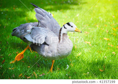Bar-headed goose (Anser indicus) in a meadow Bar-headed goose (Anser indicus) in a meadow 41357199