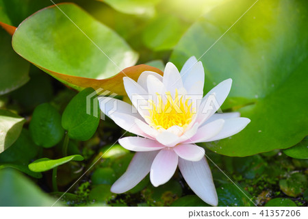 White water lily in the pond (Nymphaea alba) White water lily in the pond (Nymphaea alba) 41357206