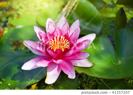 Red water lily (Nymphaea alba f. rosea) in a lake Red water lily (Nymphaea alba f. rosea) in a lake 41357207