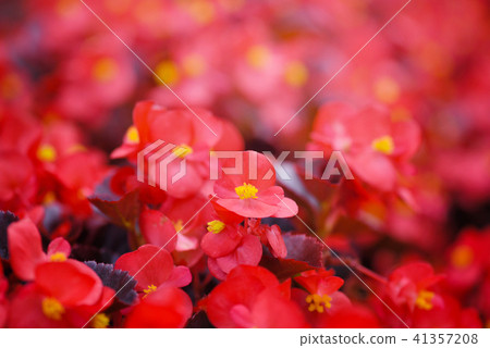 Beautiful flowers of red begonia in the garden Beautiful flowers of red begonia in the garden 41357208