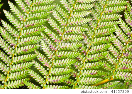 Close-up fresh leaves fern. Plant background Close-up fresh leaves fern. Plant background 41357209
