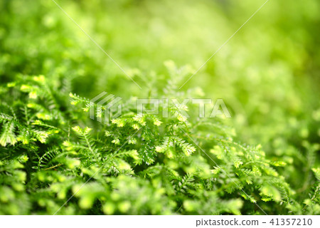 Close-up selaginella martensii plant 41357210