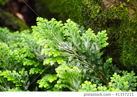 Close-up selaginella martensii plant Close-up selaginella martensii plant 41357211