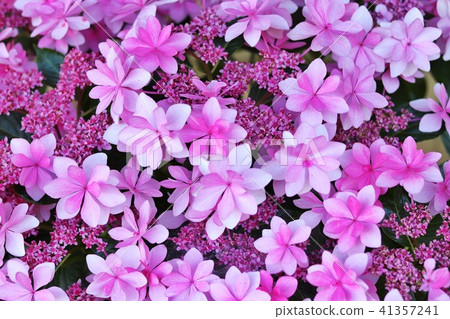 hydrangea hydrangea 41357241