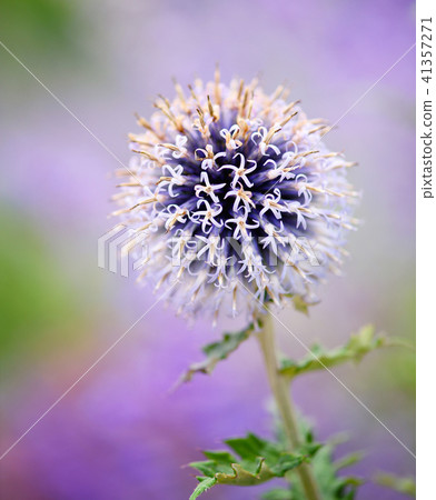 Purple echinops thistle flower 41357271
