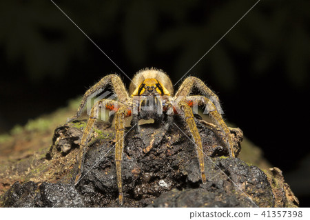 Wandering spider, Ctenus sp, Ctenidae, Tripura 41357398