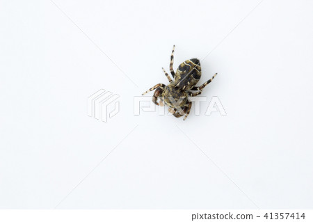 Jumping spider, Salticidae, Bangalore , India 41357414