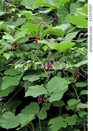 Kudzu Kudzu 41357687