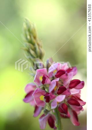 Kudzu Kudzu 41357688