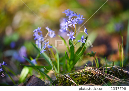 Spring flowers in a forest. Scilla Bifolia. 41357796