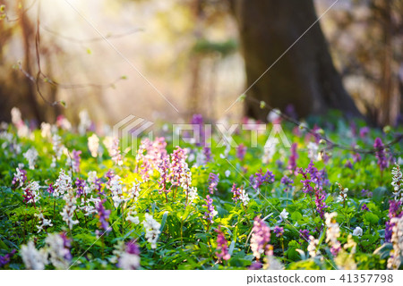 Spring forest with blooming Corydalis cava flowers Spring forest with blooming Corydalis cava flowers 41357798