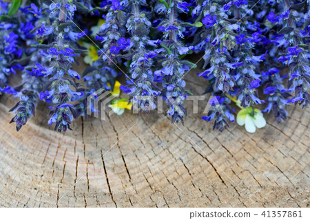 Ajuga reptans flowers on a wooden background Ajuga reptans flowers on a wooden background 41357861