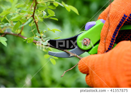 Spring pruning roses in the garden 41357875